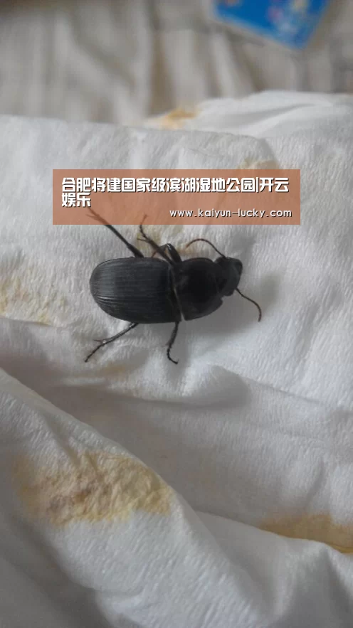 开云官网